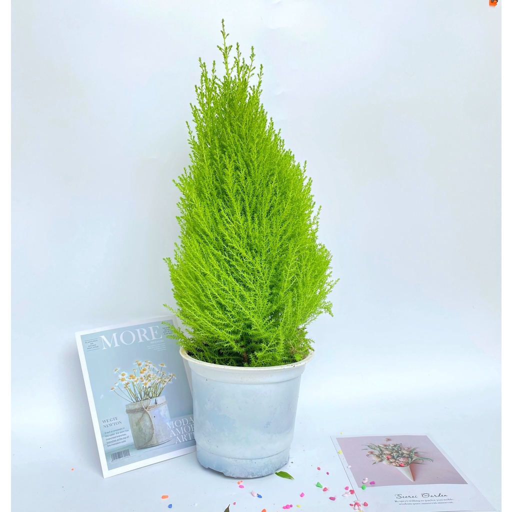 Cây tùng thơm, cây noel, cao 50cm  cây hương thơm, thanh lọc không khí và mang đến tài lộc