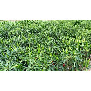 Phân bón vi lượng - 3G Bung chèo phân nhánh