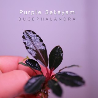 Bucep purple sekayam t11.22 | cây thủy sinh màu tím | hàng rừng | lá cạn