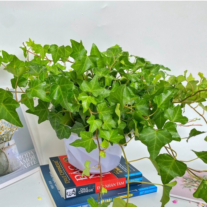 Cây thường xuân  trồng chậu treo, cây cực nhiều nhánh lá xanh tươi quanh năm và dễ chăm sóc