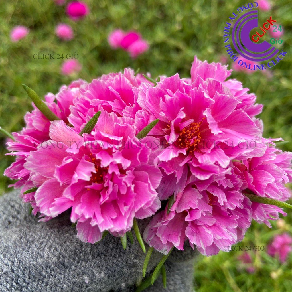 Cành Giống Hoa Mười Giờ MẪU ĐƠN Cánh tua Thái Kép Màu Mới Cành Tơ Siêu Khỏe Ra Rễ Sau 3 Ngày MiMa market