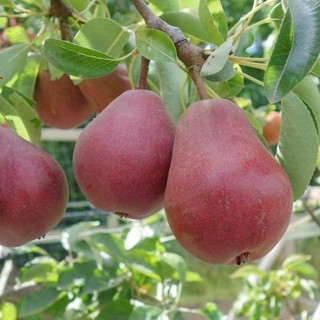 CÂY GIỐNG LÊ ĐỎ NAM PHI (CÂY GHÉP CHUẨN F1)