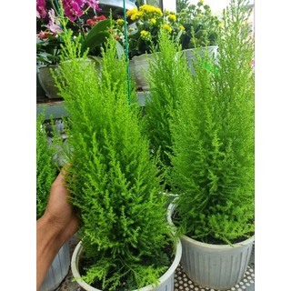 Cây tùng thơm -upressus macrocarpa