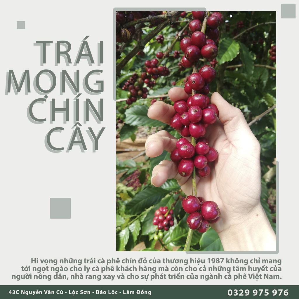 Cà phê nguyên chất 1987 - Robusta.