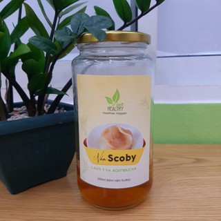 Nấm Scoby làm trà Kombucha Viethealthy
