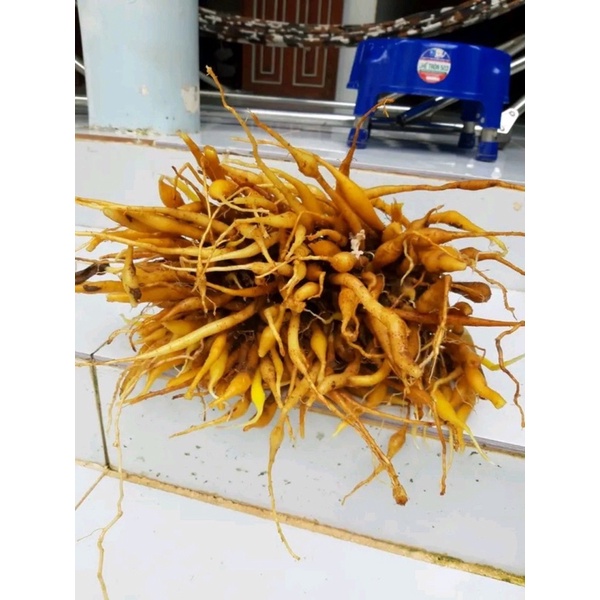 Củ ngãi bún tươi 500gram