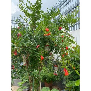 Lựu Ấn Độ đại đang hoa đang trái