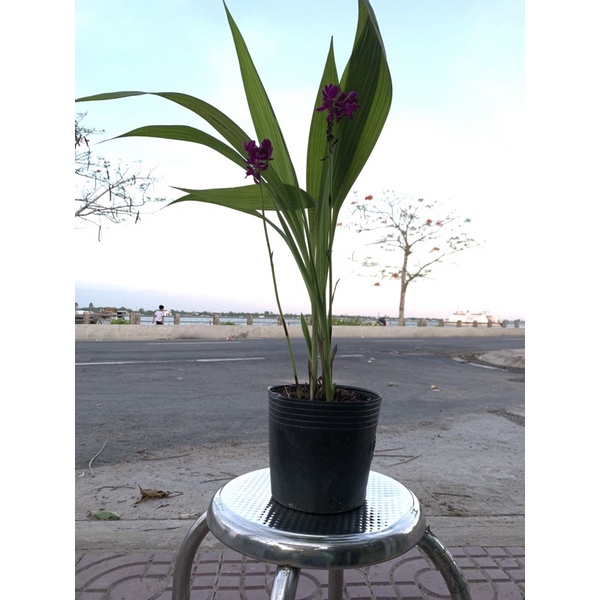 Cây Địa Lan Tím