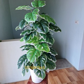 Mua cây tặng chậu- cây giả, cây lá rùa cao 1m2, cây trầu bà lá rách viền trắng decor