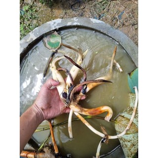 củ giống sen ánh dương