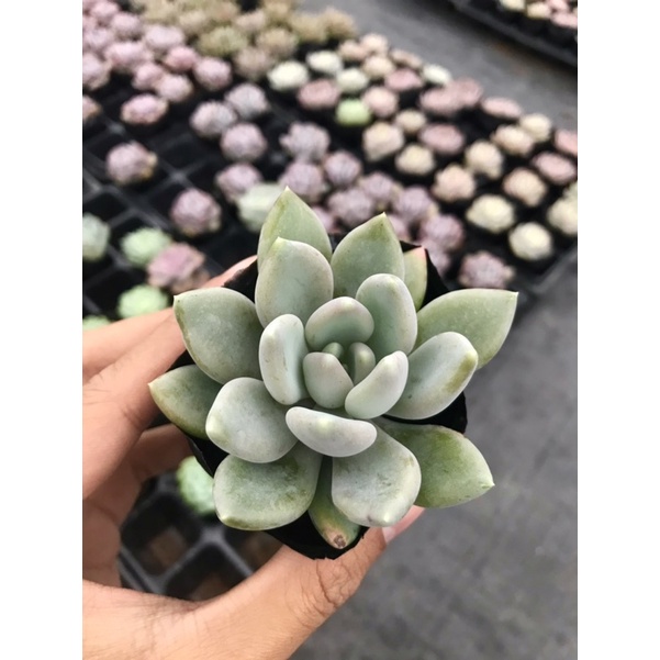 Sen Đá Sỏi Xám Size Bầu Lỗi 1 Đổi 1