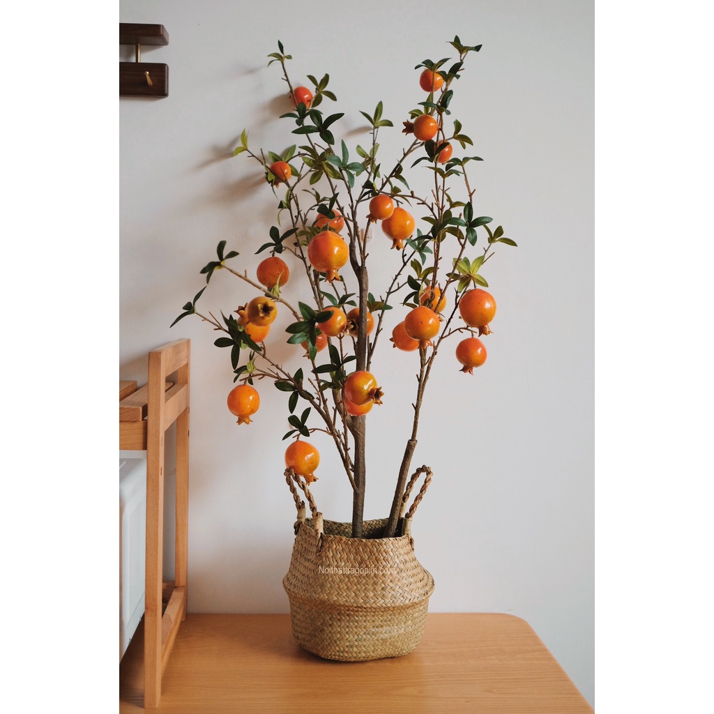 Cây lựu chậu cói