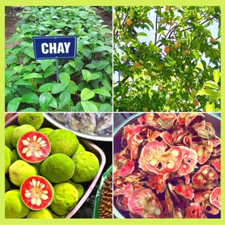 Cây chay ruột đỏ