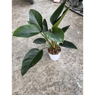 Cây trầu bà đế vương xanh