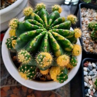 Cây con xương rồng echino len