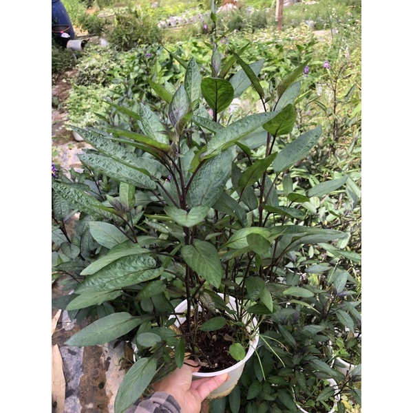 CÂY DƯA PEPINO VÀNG & TÍM - GIỐNG NAM MỸ