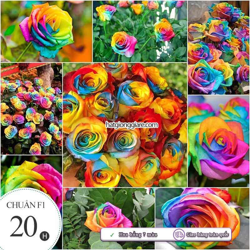 Hạt giống Hoa Hồng 7 Màu - 20 hạt