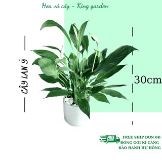 Cây lan ý kèm chậu sứ trắng, Cao 30cm, thích hợp để bàn