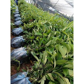 combo5 CÂY QUẾ GIỐNG ảnh thật