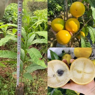 Vú sữa hoàng kim