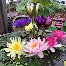 hạt giống hoa súng mini