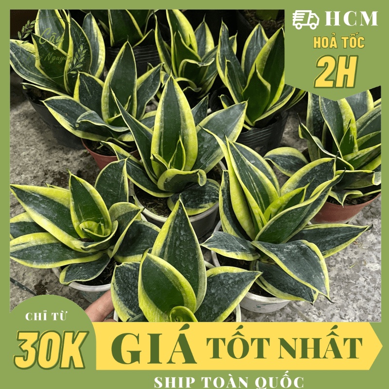 CÂY LƯỠI HỔ BÚP SEN MINI ,, cây cảnh Trong nhà, kiểng lá mini để bàn Văn phòng đẹp, GIÁ RẺ, Cây Tươi Nguyên
