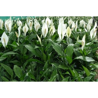 cây lan ý giống cỡ lớn ( như hình đăng) - 1 cây