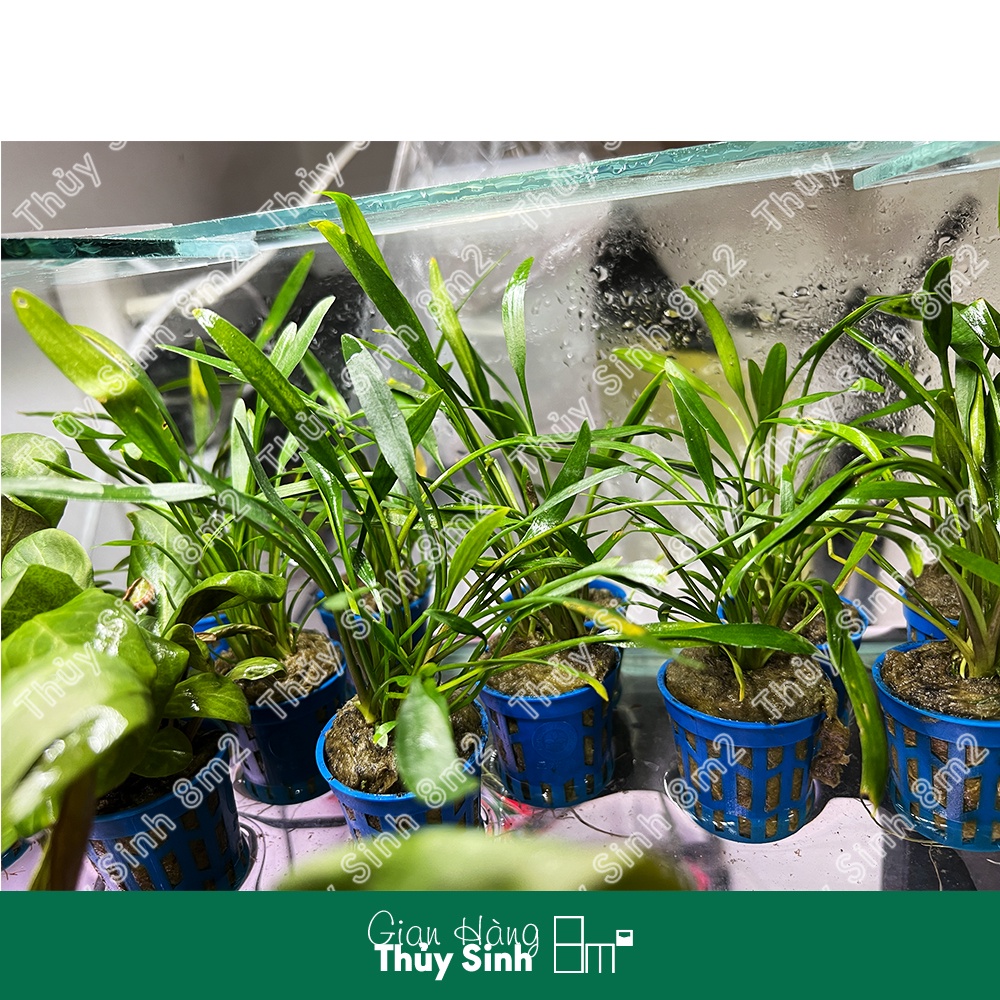 Tiêu Thảo Parva  | Cây Thủy Sinh Cắm Nền | 8m2