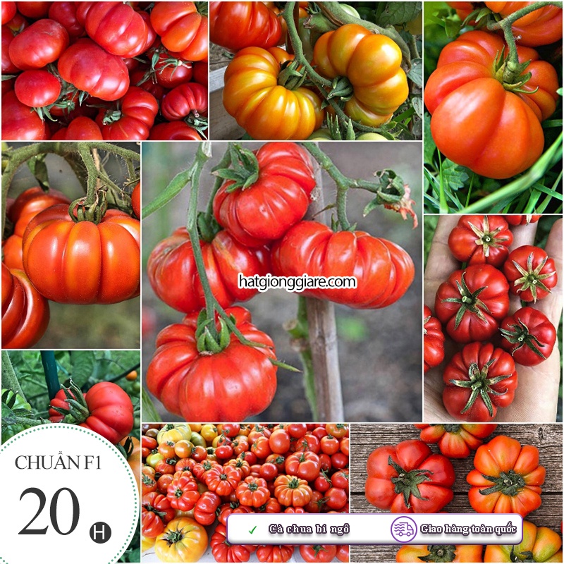 Hạt giống Cà Chua Bí Ngô - 20 hạt