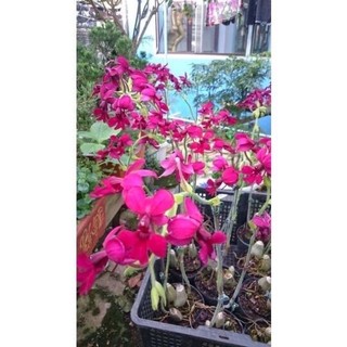 củ hoa lan bầu riệu (2 củ) Hoa Tết