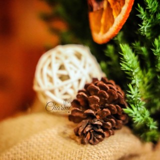 TRÁI THÔNG ĐÀ LẠT (Trang Trí Noel)