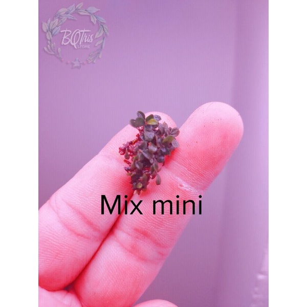 Bucep Mix mini | cây thủy sinh | hàng ngọn | lá cạn | siêu rẻ