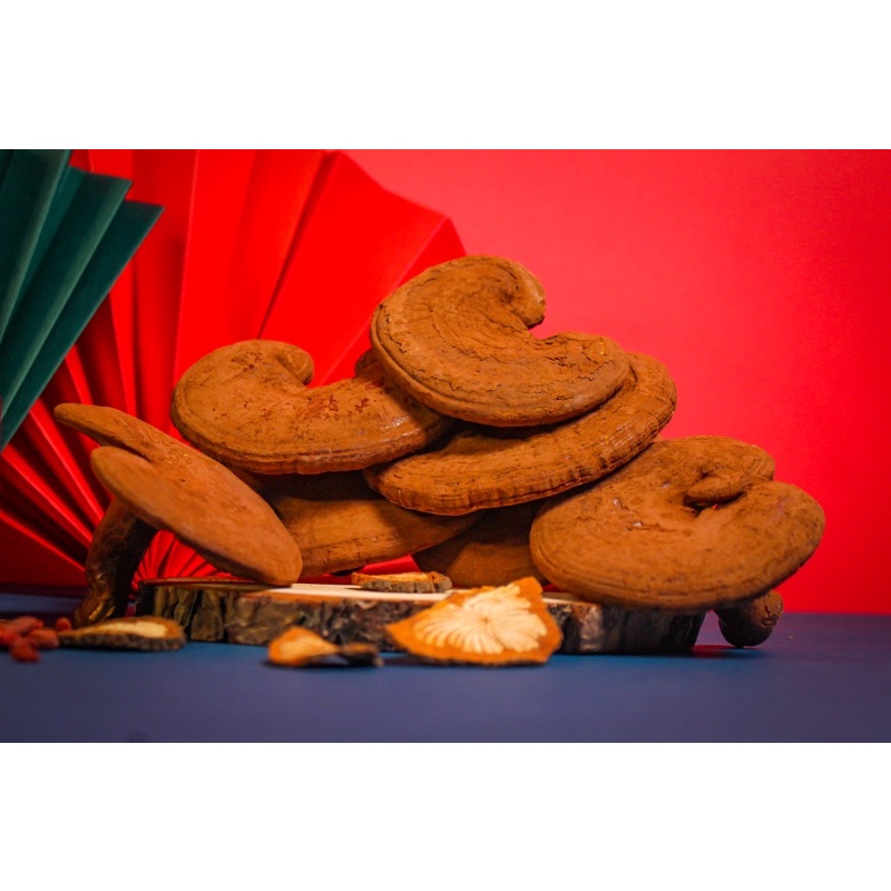 Nấm Linh Chi đỏ MMG Còn bào tử thượng hạng dạng túi