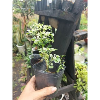 Đinh lăng cẩm thạch (cây giống)