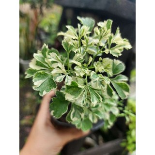 Đinh lăng cẩm thạch