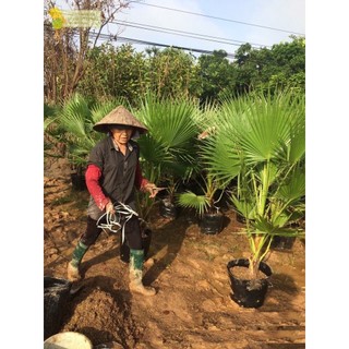 Hạt giống cây cọ mỹ ( Pritchardia filifera ) - 3 hạt (TẶNG gói kích thích hỗ trợ hạt nảy mầm)
