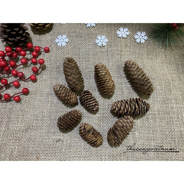 Quả thông khô trang trí