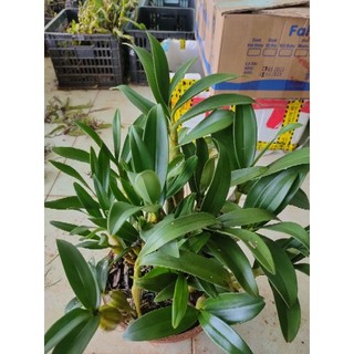 chậu sơn thủy tiên hoa tết to đẹp