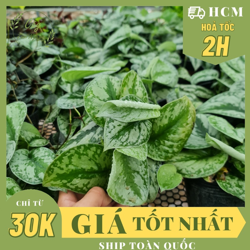 CÂY TRẦU BÀ LỤA CHẬU NHỰA Scindapsus Pictus Exotica ,(cao 10cm), cây cảnh Trong nhà, kiểng mini để bàn, Cây Tươi Nguyên