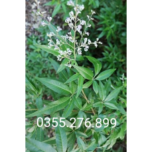 Chuẩn Lá Ngũ Trao Trảo Tươi 1kg