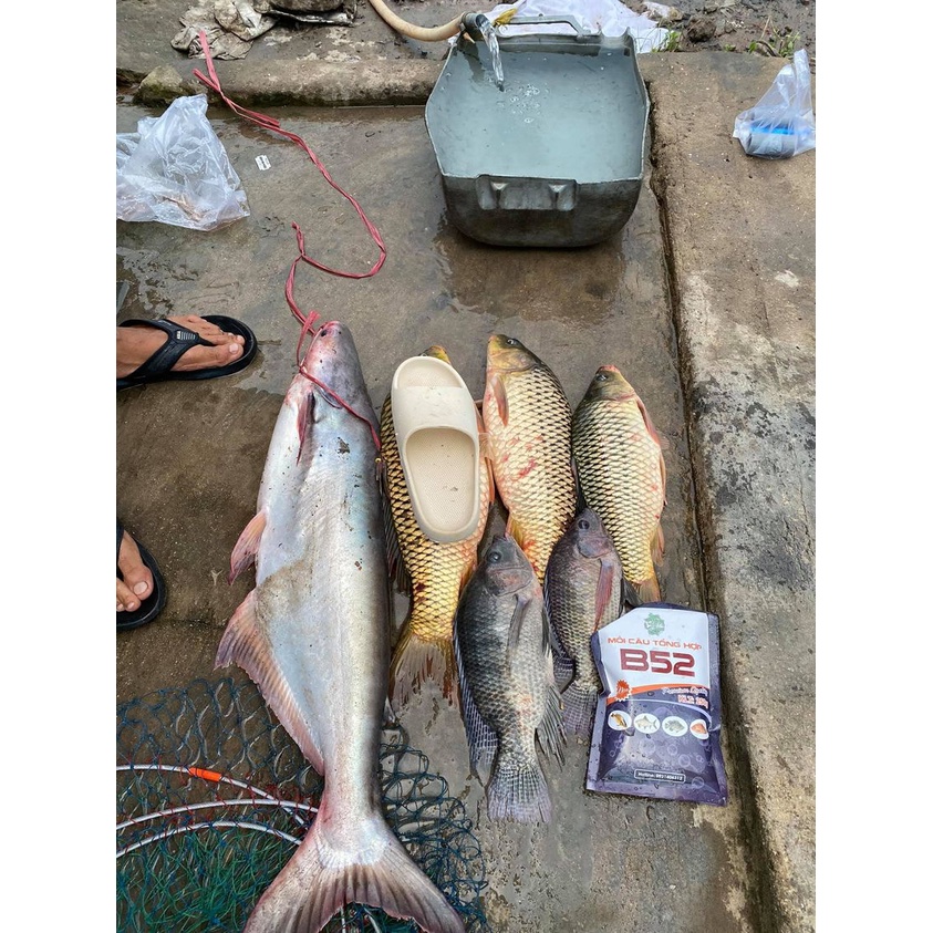 Combo câu rô phi B52