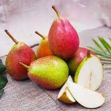 CÂY GIỐNG LÊ ĐỎ NAM PHI (CÂY GHÉP CHUẨN F1)