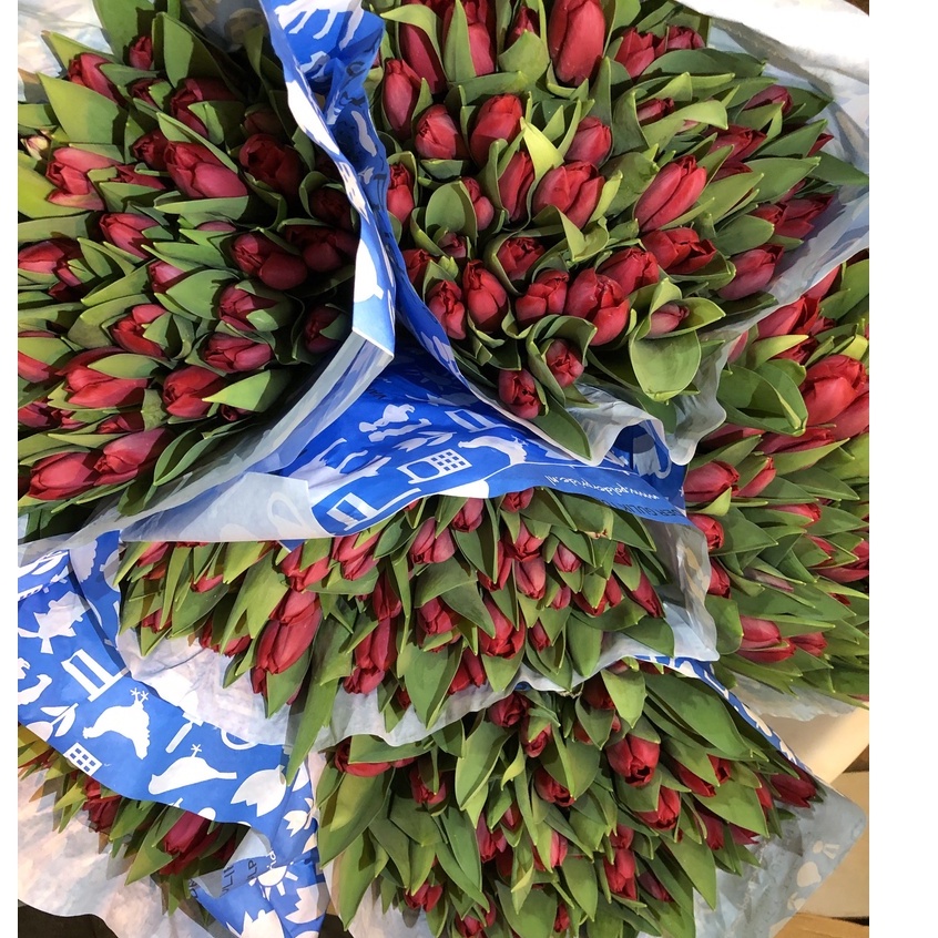 Hoa Tulip màu đỏ tươi | Ship hỏa tốc| Hoa tươi Gi.farm