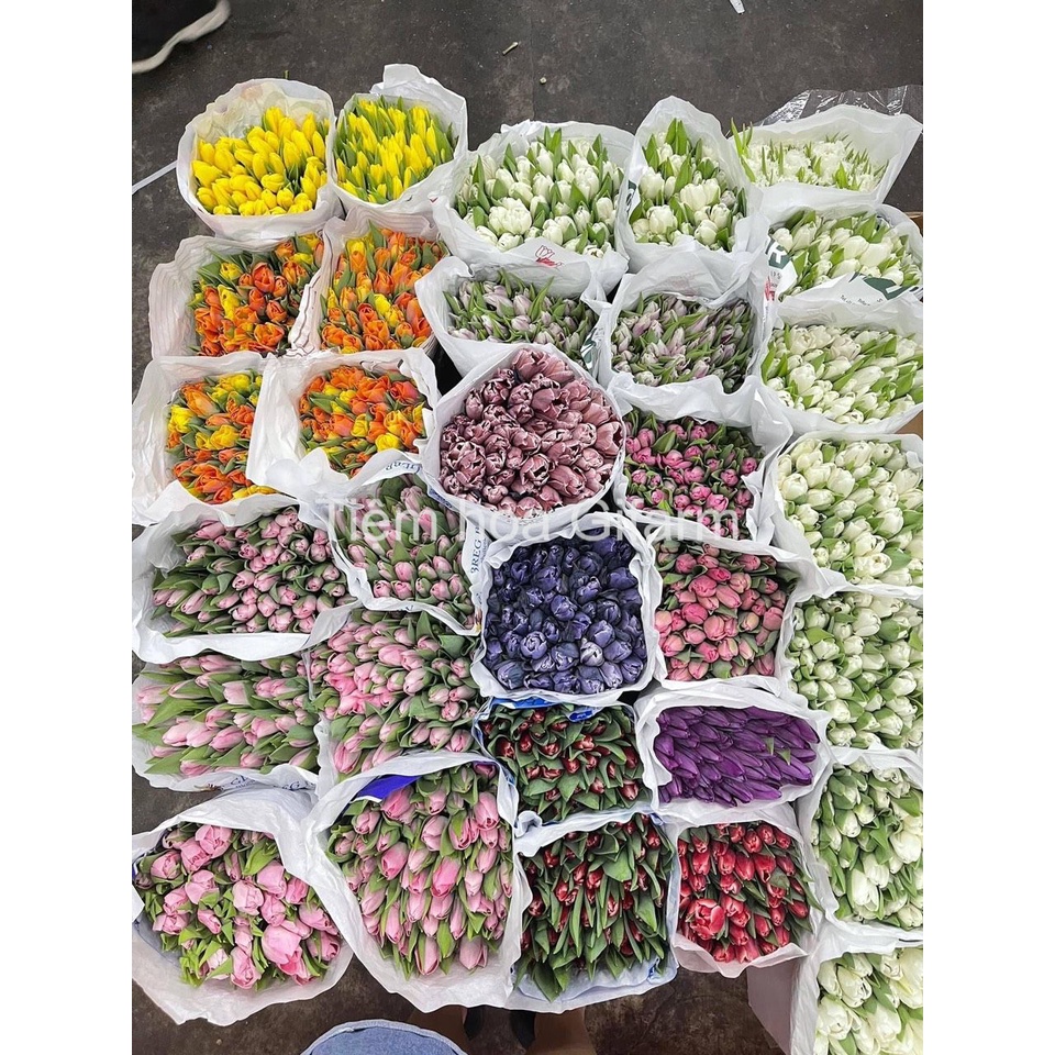 Hoa tulip tươi các màu | Ship hỏa tốc| Hoa tươi Gi.farm