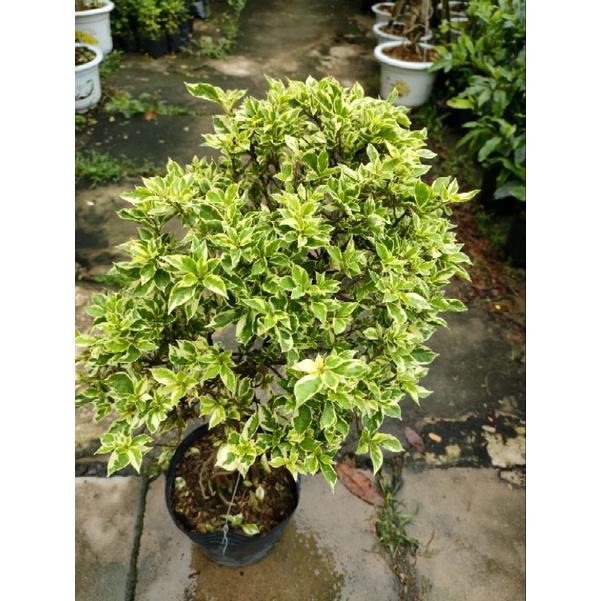 Chậu hoa giấy cẩm thạch