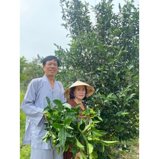 TRÀ GỪNG TRƯỜNG NIÊN (Trà bancha và gừng sẻ thơm lừng)