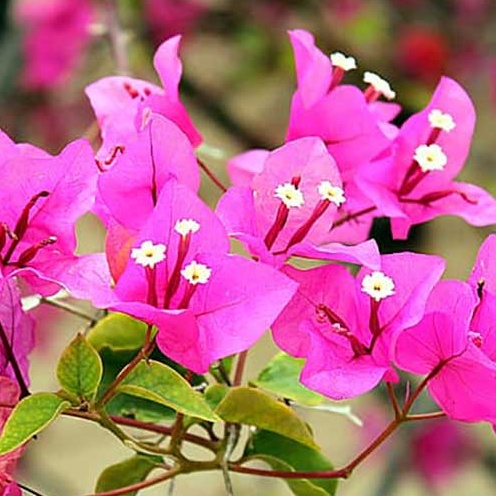 Siêu Lân Tạo Mầm Hoa Cực Mạnh , Phân Bón Kích Ra Hoa dùng cho hoa kiểng, vạn thọ, rau màu.