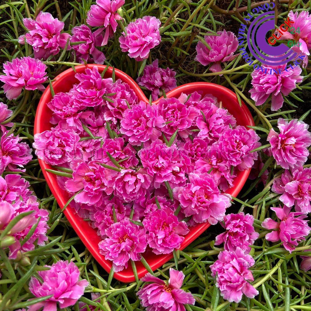 Cành Giống Hoa Mười Giờ MẪU ĐƠN Cánh tua Thái Kép Màu Mới Cành Tơ Siêu Khỏe Ra Rễ Sau 3 Ngày MiMa market