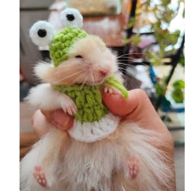 đồ hamster đan lens
