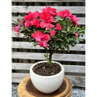 Chậu hoa Đỗ Quyên màu đỏ